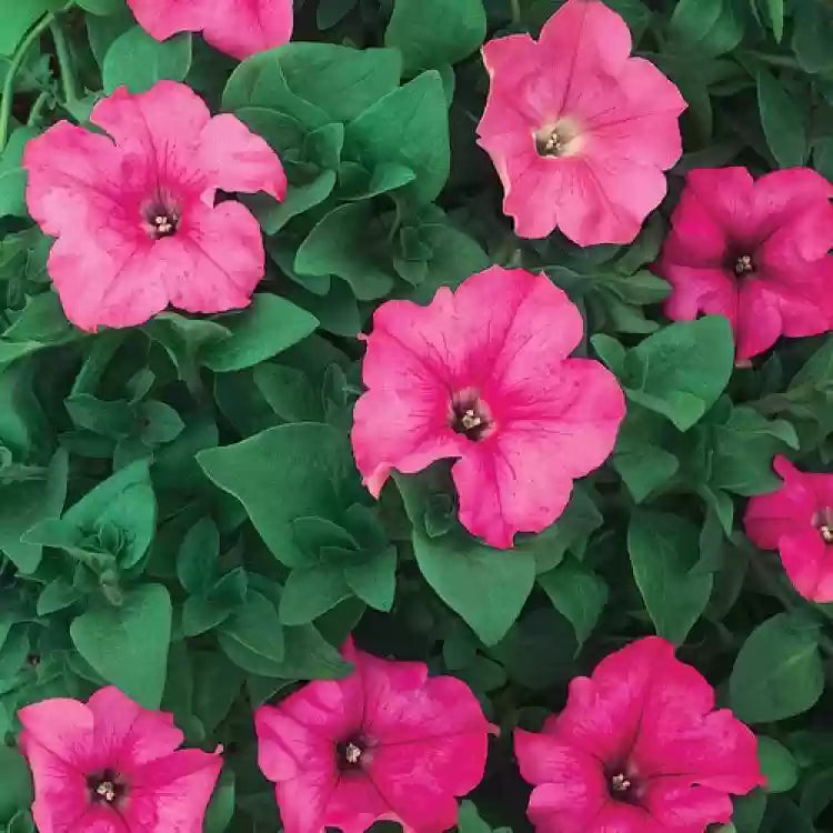 Dyb pink petunia blomsterfrø til plantning, frisk, 100 stk