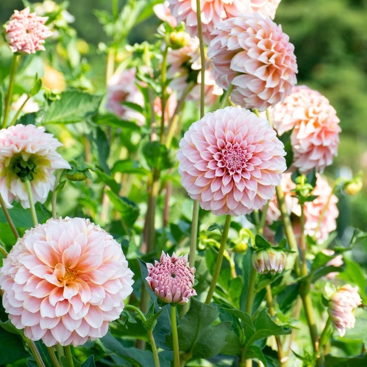 Heirloom Non-GMO Dahlia Flower Seeds for Planting – Bold, Colorful Summer Garden Blooms