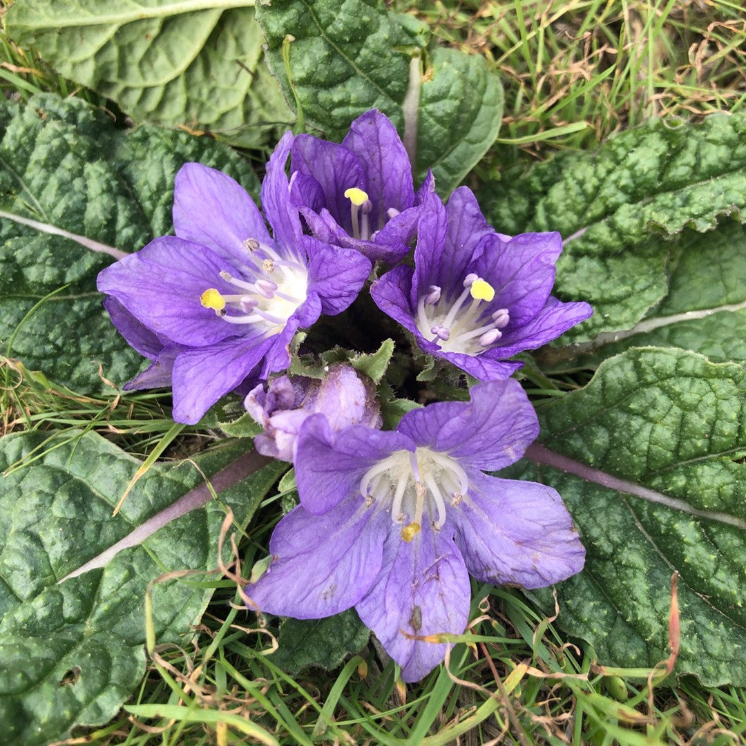 mandrake plant seeds Mandrake Flower Seeds for Planting – Heirloom Non-GMO Organic Garden Seeds, High Germination