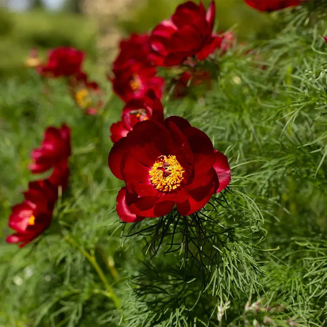 double flowering flower seeds