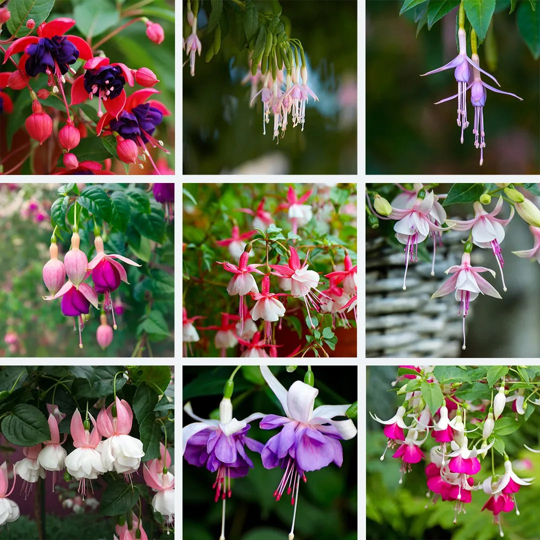 Fuchsia Flower Seeds for Planting, Mixed Colors, 100 pcs