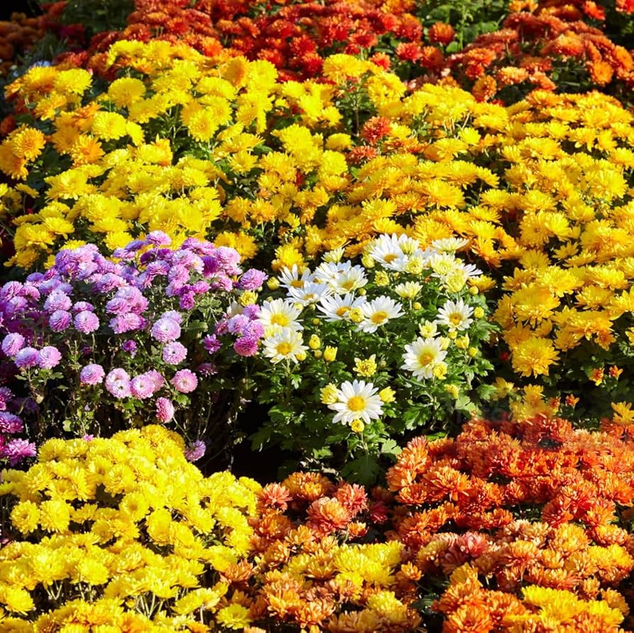 chrysanthemum mixed flower seeds