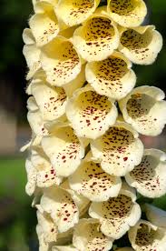 yellow rainbow flower seeds