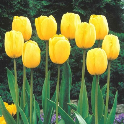 yellow tulip flower seeds