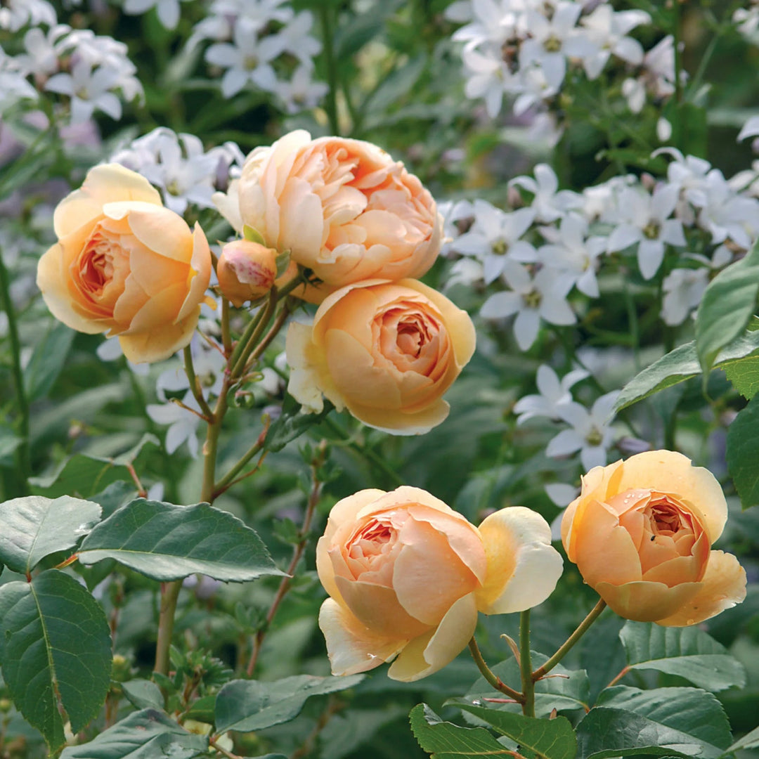 cream rose flower seeds