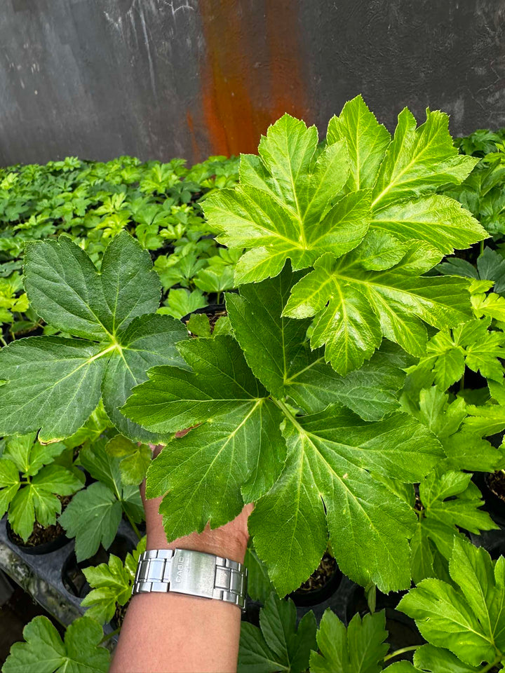 Ashitaba Seeds, 
rareherbAshitaba
greenstemherbAshitaba