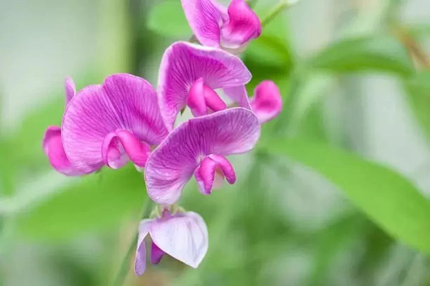 Sweet Pea Flower Seeds for Planting – 100 pcs Heirloom Non-GMO High Germination Organic Garden Blooms