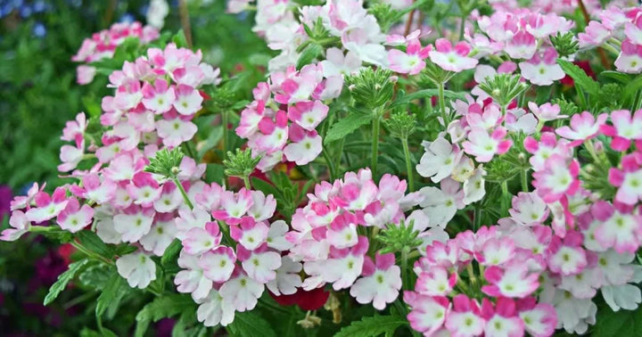 Verbena Blomsterfrø til Plantning Lyserød Hvid 100 stk