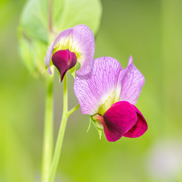 Pisum Sativum Blomsterfrø til udplantning, 100 stk