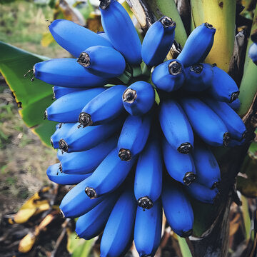 Banana Fruit Seeds for Planting- Blue Variety for Exotic Bananas in Your Garden