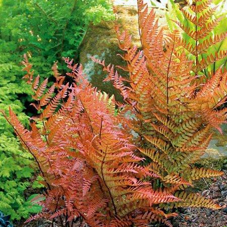 Fern Red Yellow Plant Seeds for Planting 100 pcs