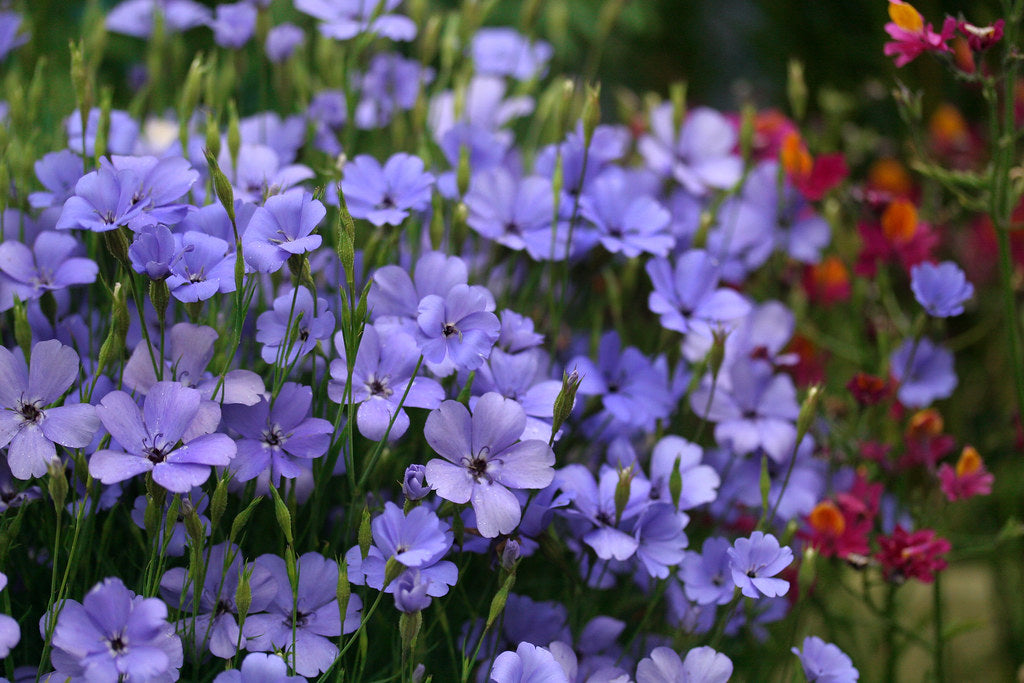 Blå Oculata blomsterfrø til udplantning - 100 stk