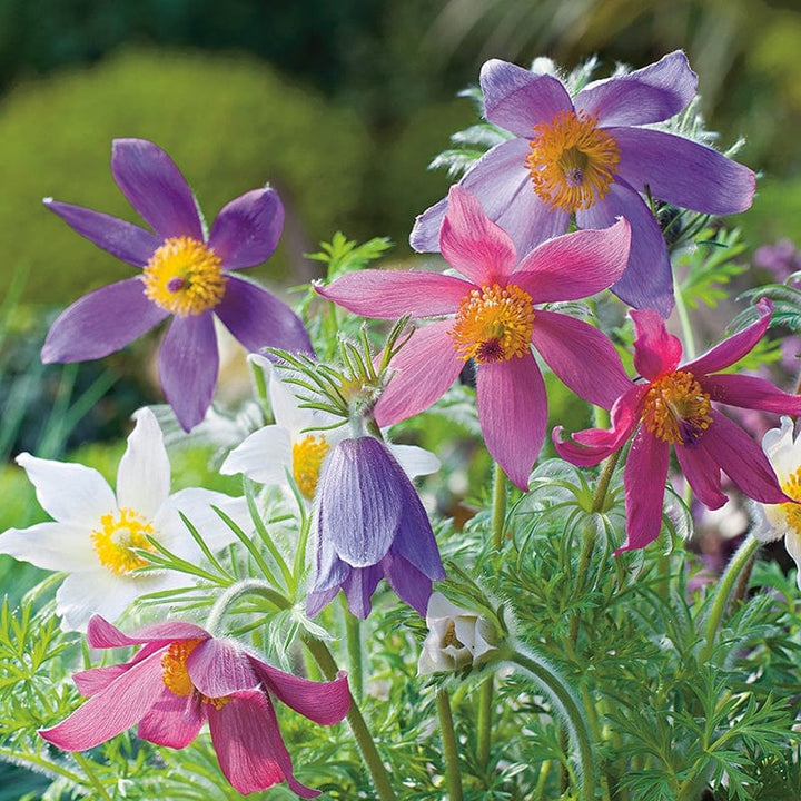 Mixed Anemone Pulsatilla Flower Seeds for Planting – Heirloom, Non-GMO, High Germination Colorful Perennial Blooms