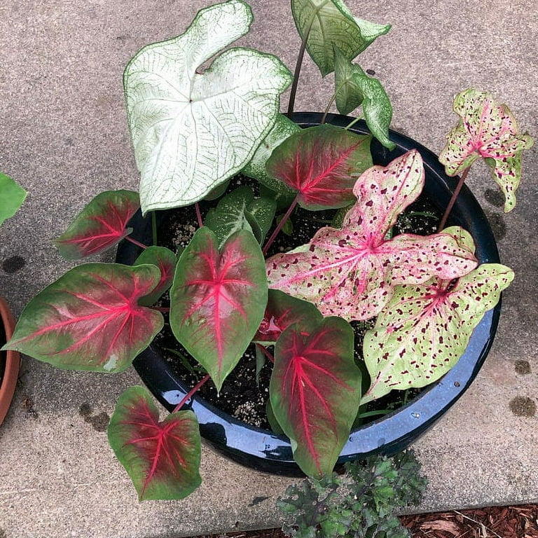 Caladium Bicolor Mixed Flower Seeds for Planting 100 pcs