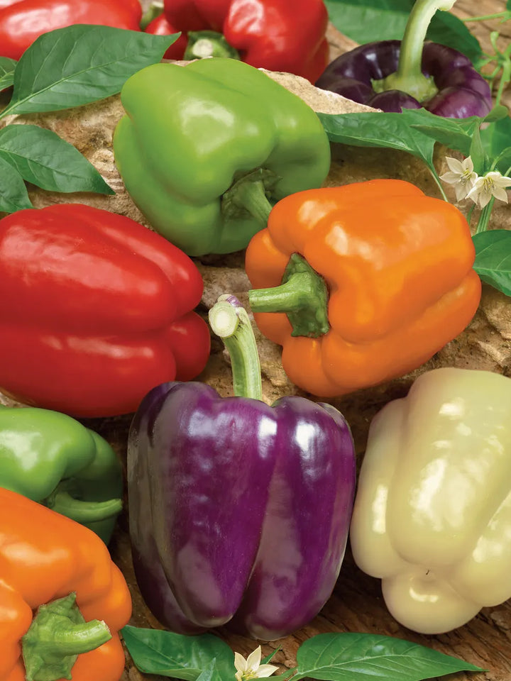 Sweet Pepper Rainbow Vegetable Seeds for Planting | Heirloom, Non-GMO, High Germination Organic Garden Seeds