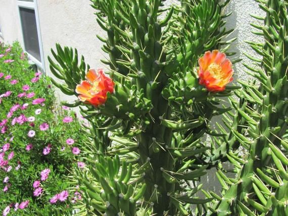 Grønne Austrocylindropuntia plantefrø til plantning - 100 stk