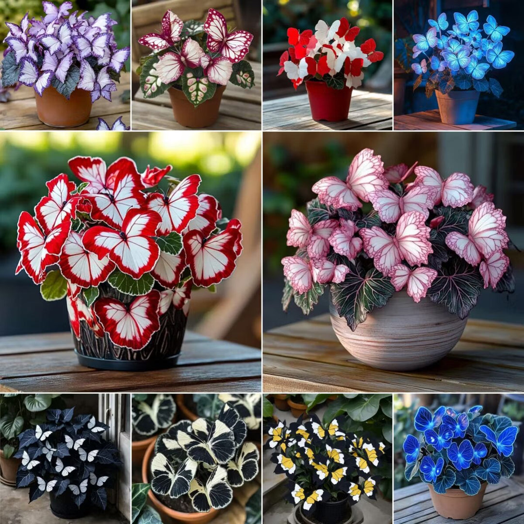 Moonlight Butterfly Begonia Flower Seeds – Heirloom Non-GMO High Germination Seeds