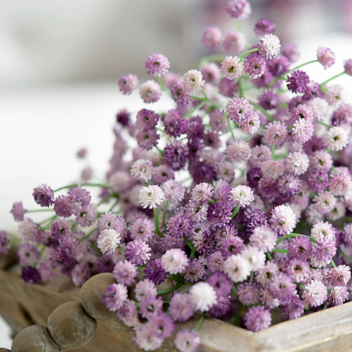 Gypsophila Blomsterfrø til Plantning Lysviolet 100 stk