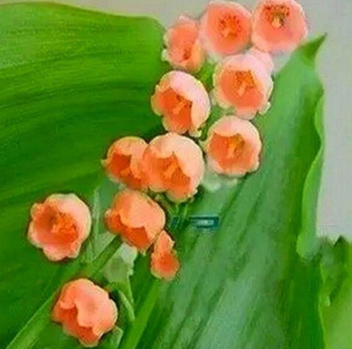 orange lily flower seeds