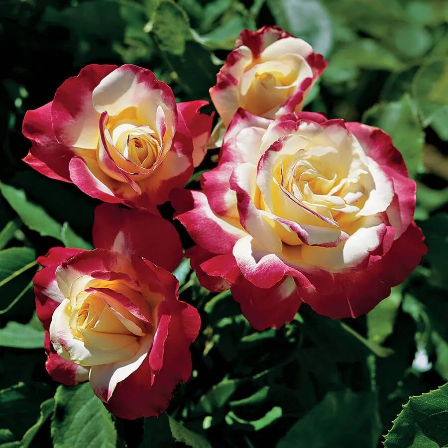 Double Delight Hybrid Te Rose Blomsterfrø til udplantning 100 stk