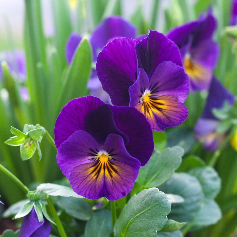 blue viola flower seeds