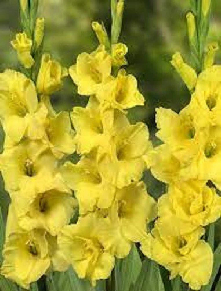 Gladiolus Blomsterfrø til Plantning Gul 100 stk