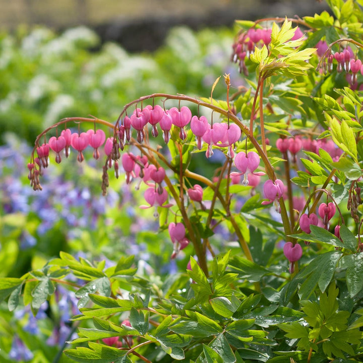 Hjerte Blomsterfrø til udplantning - Pink &amp; Hvid 100 stk