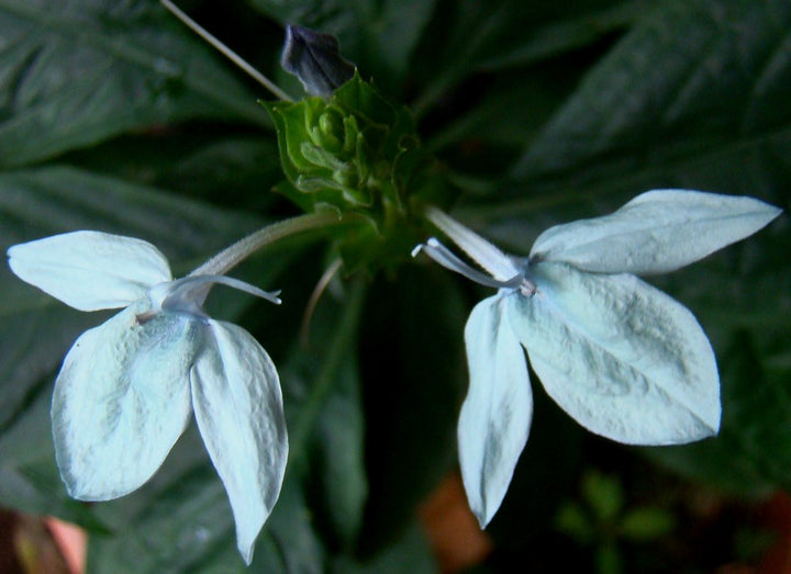 Heirloom Non-GMO Blue Ecbolium Viride Flower Seeds for Garden Landscaping and Home Gardening