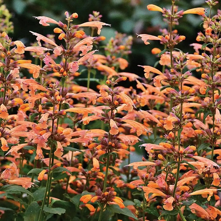 Agastache Arizona Sunset blomsterfrø til plantning, arvestykke frø -100 stk.