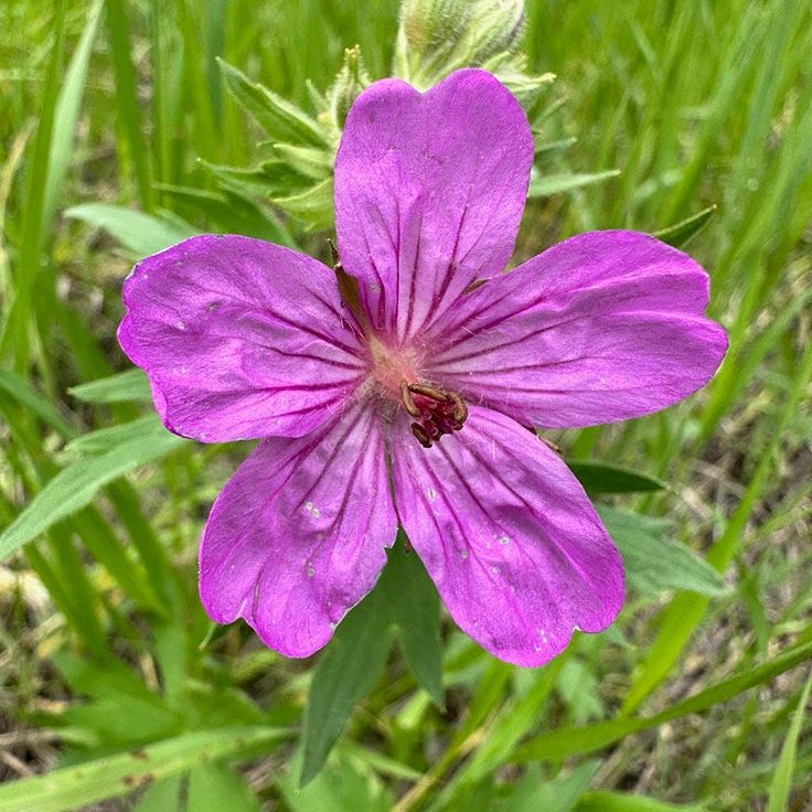 Heirloom Non-GMO Geranium viscosissimum Flower Seeds for Planting – Vibrant Garden Blooms