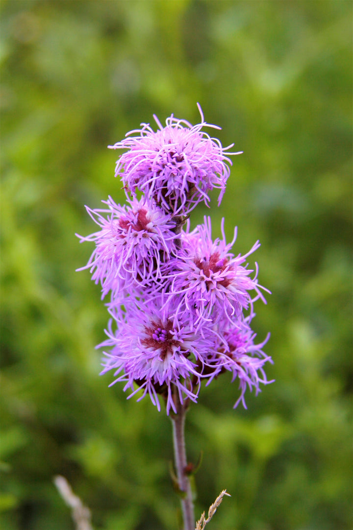 Liatris Ligulistylis Meadow Blazing Star Blomsterfrø til udplantning 100 stk