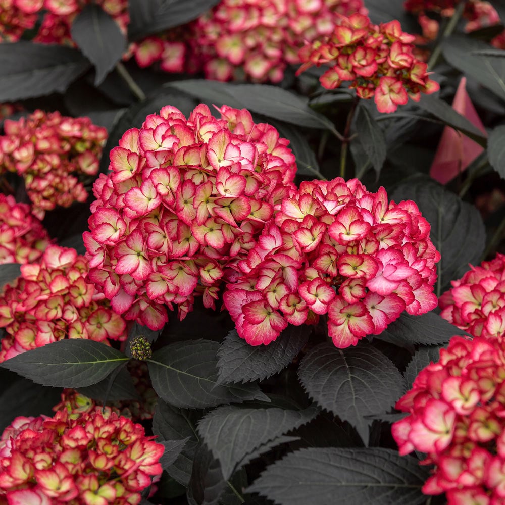 Gul rød hortensia blomsterfrø til plantning - 100 stk