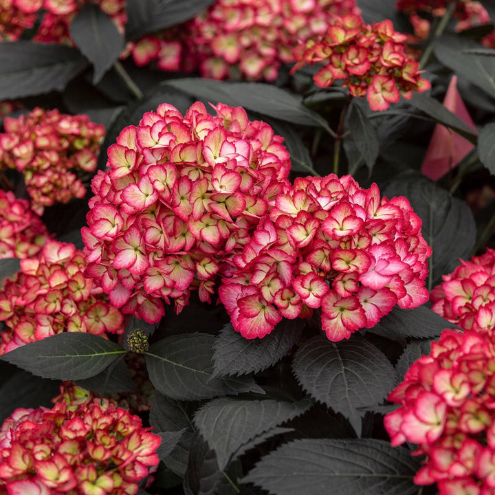 Yellow Red Hydrangea Flower Seeds for Planting - 100 pcs