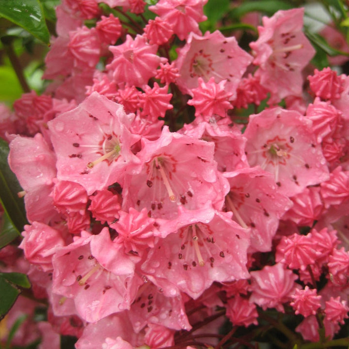 Pink Kalmia blomsterfrø til plantning - 100 stk