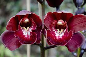 orchid cymbidium flower seeds