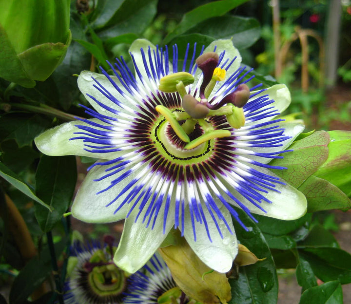 Fresh Passion Flower Seeds for Planting, Mixed 100 pcs