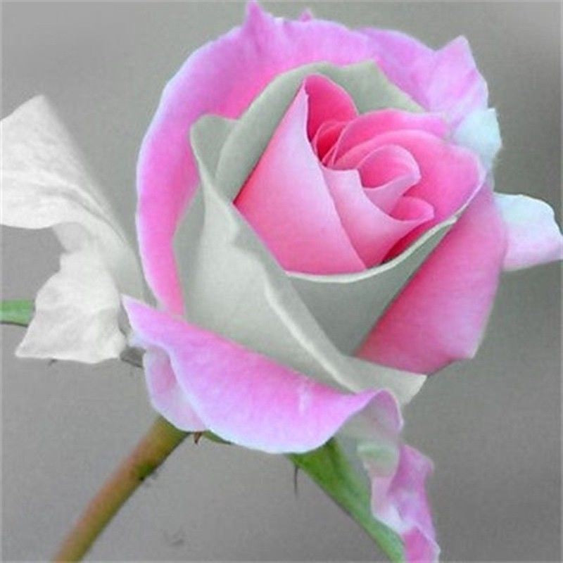 Green Pink Rose Flower Seeds for Planting, Fresh, 100 pcs