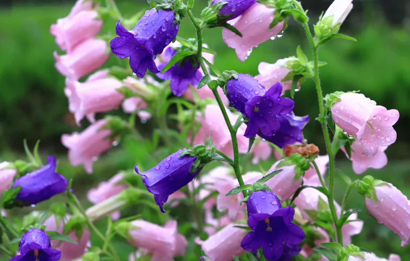 campanula canterbury flower seeds