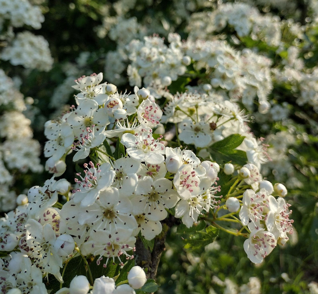 Crataegus Flower Seeds – Heirloom Non-GMO Hawthorn Seeds for Hardy Ornamental Garden Hedges