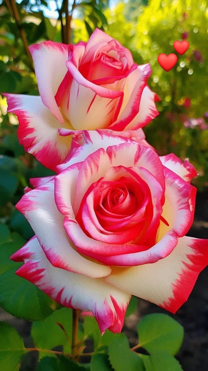 Pink White Stripe Rose Seeds for Planting, 100 pcs