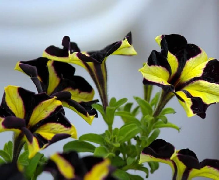 Yellow Black Playmates Flower Seeds for Planting - 100 pcs