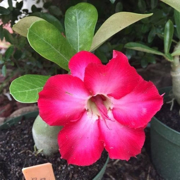 Pink Adenium Flower Seeds for Planting - 100 pcs