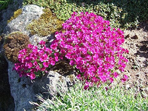 Pink Aubrieta Plant Seeds for Planting - 100 pcs