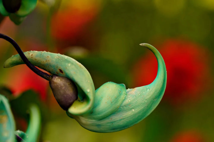 Organic Green Jade Flower Seeds for Planting – Heirloom, Non-GMO