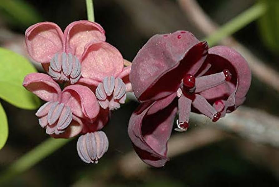 Akebia blomsterfrø til udplantning, friske, 100 stk