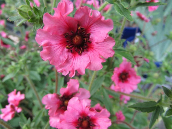 Pink Potentilla Nepalensis blomsterfrø til plantning - 100 stk