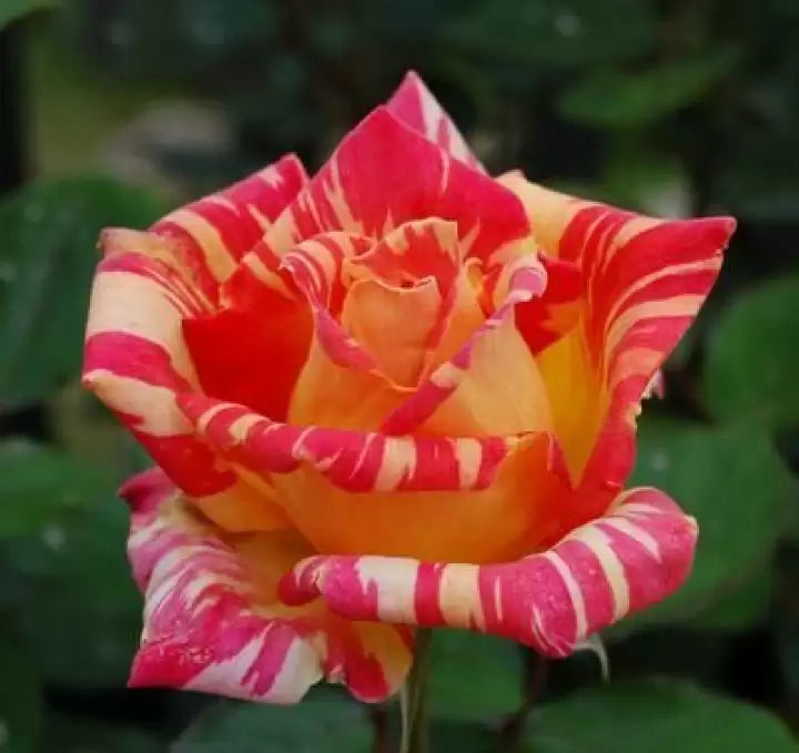 Creme Red Spirit Rose Frø til udplantning, 100 stk