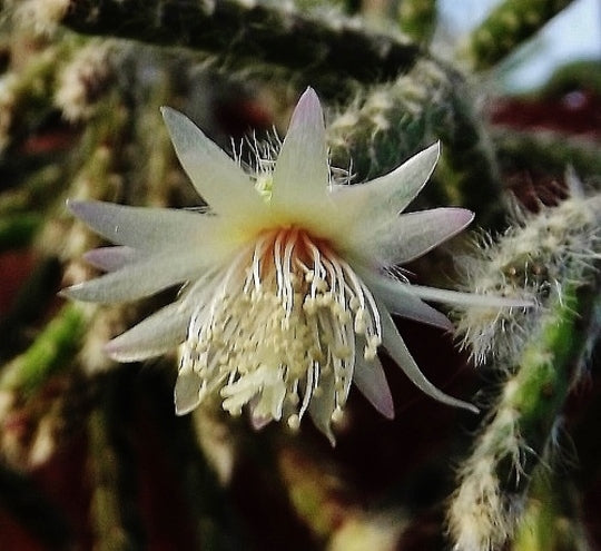 Pilocarpa White Flower Seeds for Planting – Organic, Heirloom, Non-GMO Seeds