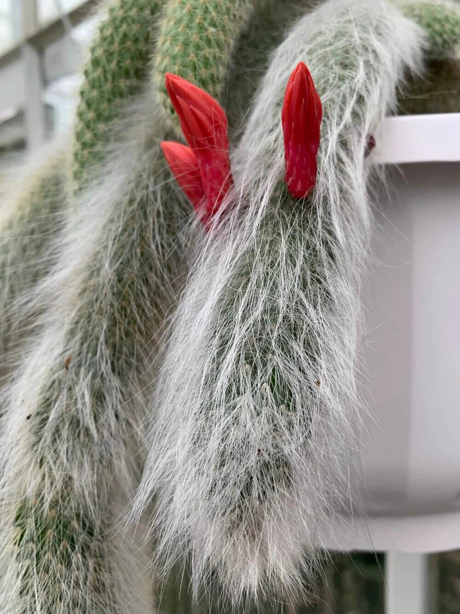 Hildewintera Colademononis- Monkey Tail Cactus - Cactus Plant Seeds for Planting - 100 pcs