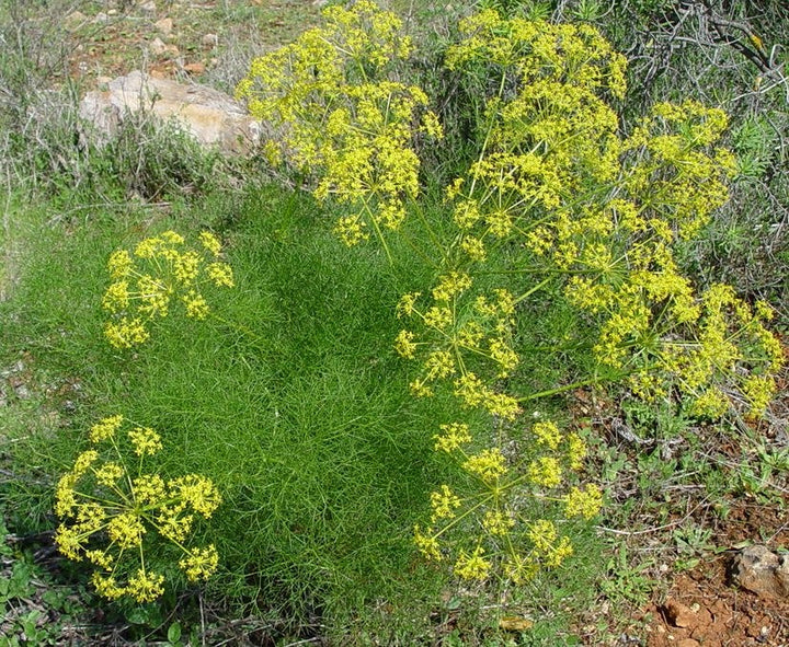 Fennel Flower Seeds for Planting - heirloom & Non-GMO Seeds